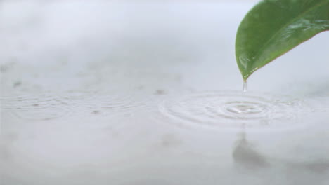 rain on a leaf in super slow motion