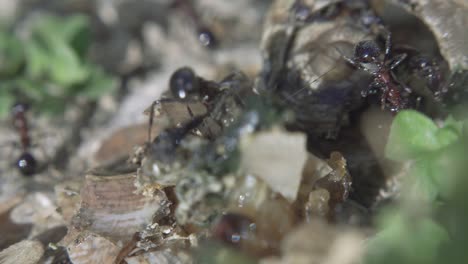 ants running to their anthill. morning sunlight. ant community. extreme macro close up shot.