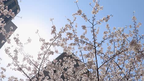 La-Flor-De-Cerezo-En-Tokio