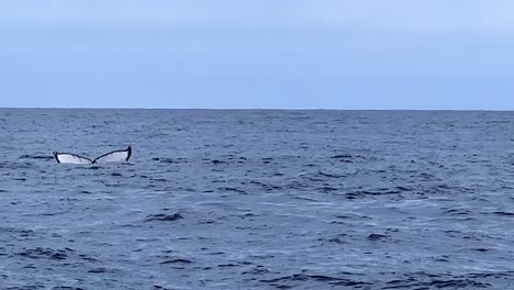 the tail of a humpback whale waves goodbye as the disappears under the surface of the ocean