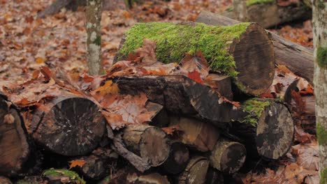 Wet-firewood-piled-up-in-a-pile