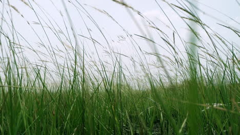 retreating slow motion shot of cogon grass, imperata cylindrica, a tropical grass that is found in grasslands, meadows, pastures, and swampy habitats