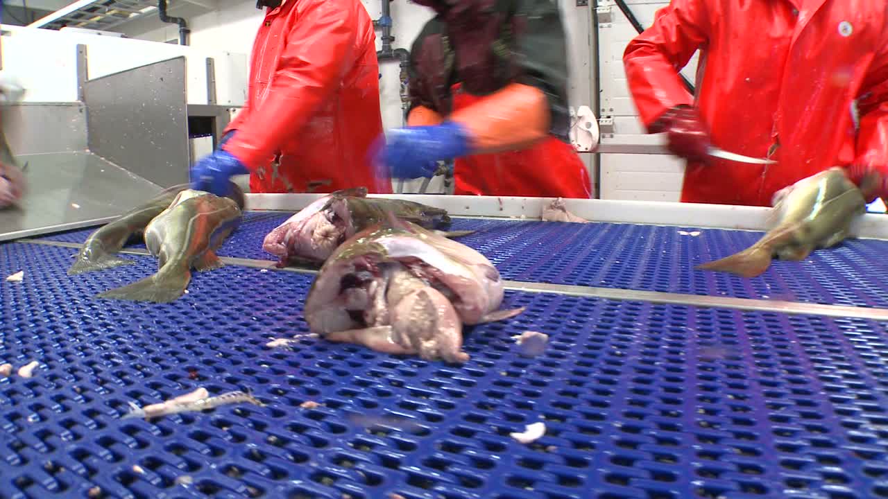 los hombres trabajan cortando y limpiando pescado en una línea de montaje en una fábrica de procesamiento de pescado 7