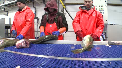 Los-Hombres-Trabajan-Cortando-Y-Limpiando-Pescado-En-Una-Línea-De-Montaje-En-Una-Fábrica-De-Procesamiento-De-Pescado-7