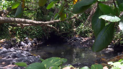 Ripples-on-the-surface-of-a-jungle-thermal-pool-on-a-sunny-day-with-shade-from-the-tree-canopy