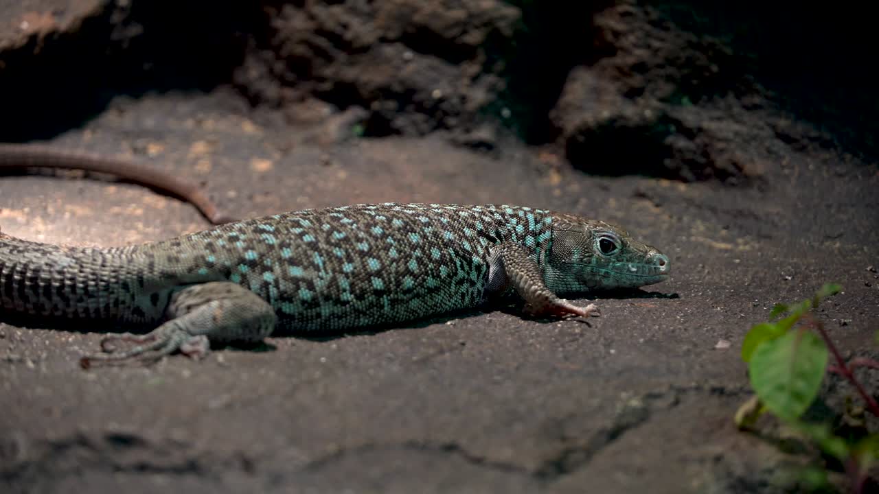 자야카르의 도마 (jayakar's lizard) 은 밤에 바위 위에 앉아 있는 초록색 중동 도마이다.