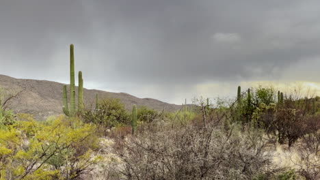 dry arid arizona sonoran desert scene, handheld shot 4k