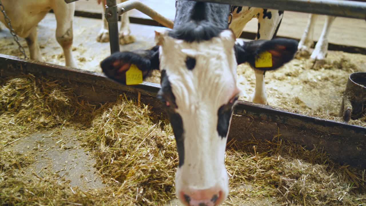 White and black cow's head indoors. Close-up dairy cow on the background of hay in the farm. Ecology and bio products concept.