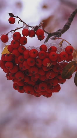 cu, slow motion: bright red ashberries on sorb tree thin branch covered with white ice on blurred background in winter forest extreme close view