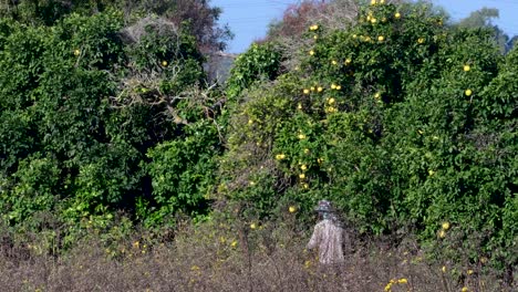 4K-Video-of-workers-picking-oranges-on-a-sunny-day