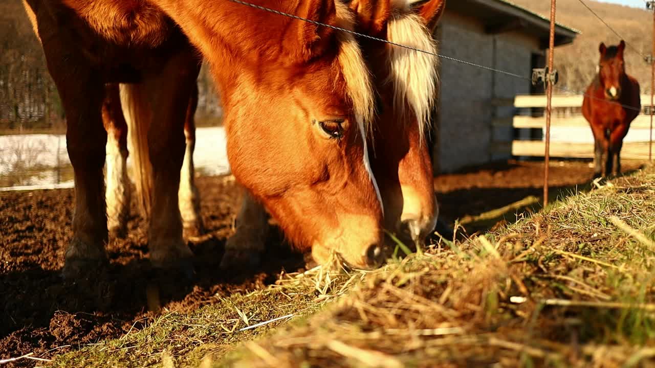 Heste, der græsser ved solnedgang, nærbillede i slowmotion
