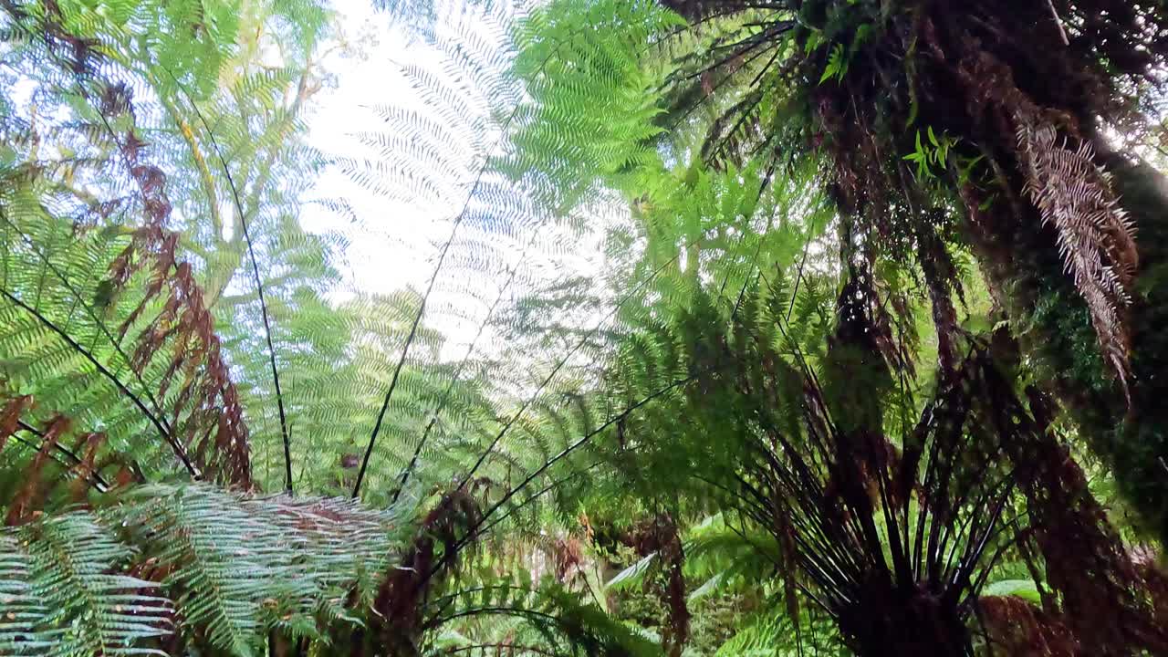 прогуливаясь по пышным тропическим лесам с высокими папоротниками