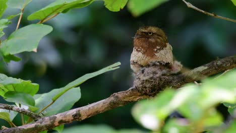 the javan frogmouth or horsfield's frogmouth is found in thailand and other asian countries