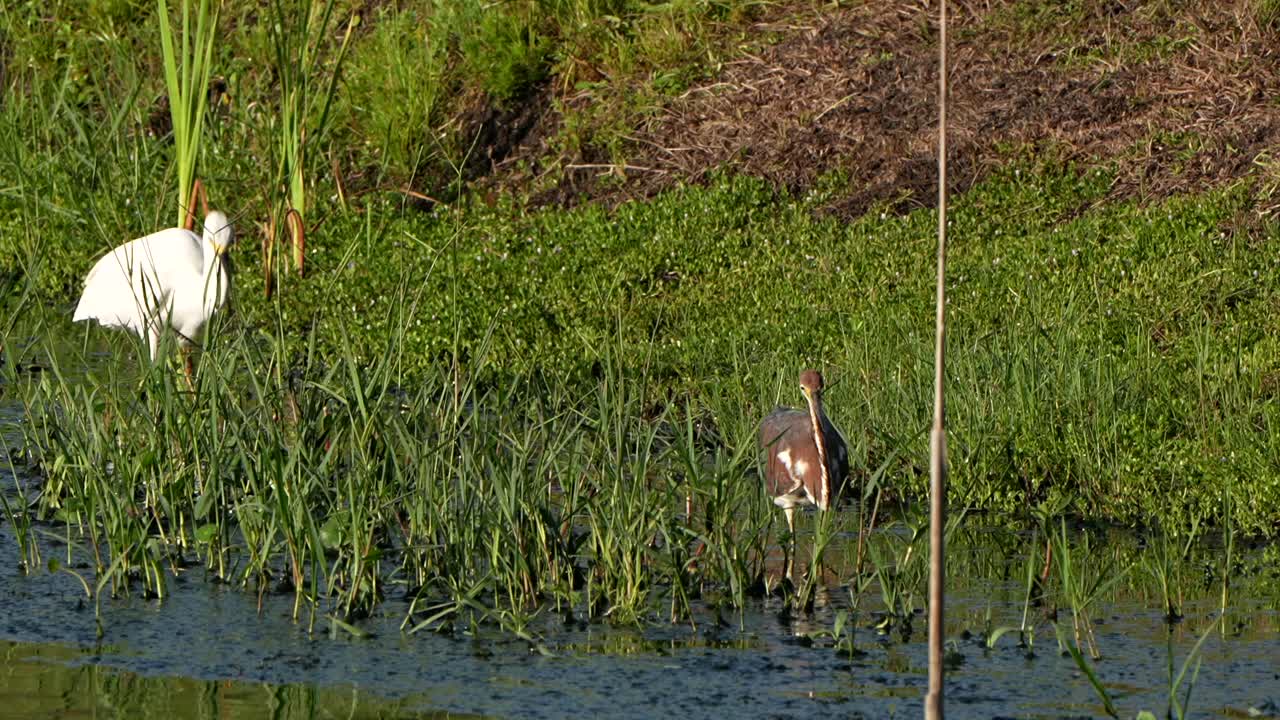 Snowy egret and trim-colored heron