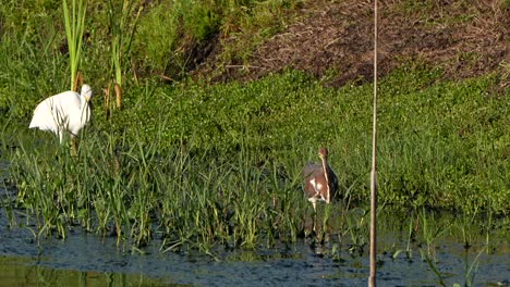 snowy egret and trim-colored heron