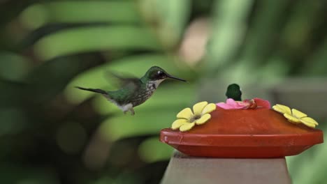 hummingbirds eating in mindo, ecuador