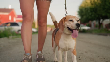 dog owner walking with dog on leash along gravel road in rural setting, dog panting with tongue out, blurred background featuring building, parked cars, and power line