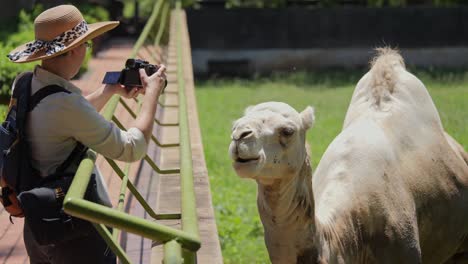 Photographer with camera films dromedary camel in zoo enclosure on sunny day