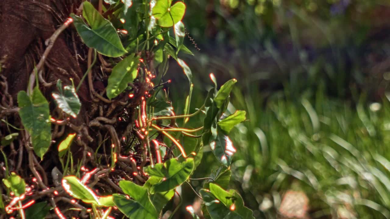 Slow motion scenery, organic growth Mentha plants, aromatic fragrances