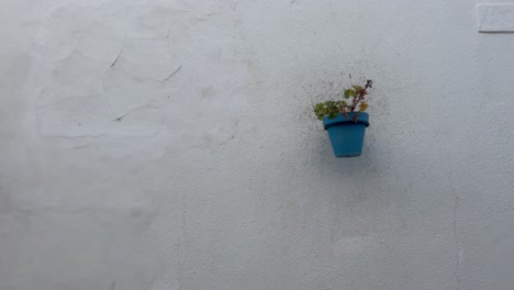 a blue pot plant on a white wall in a serene neighbourhood