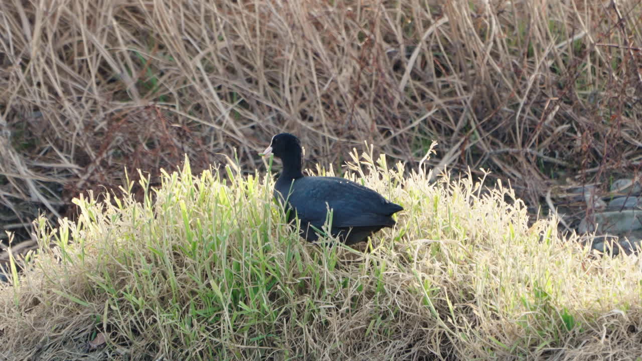 일본 도쿄의 후타코타마 강가에서 풀을 먹고 있는 유라시아 물닭의 총상 - 가까이