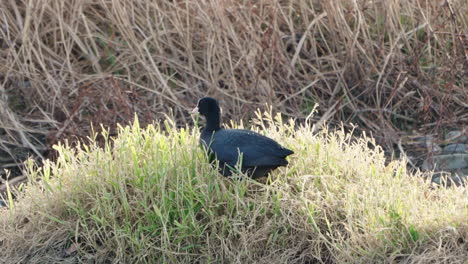 shot of a eurasian coot eating grass by the futakotama river in tokyo, japan - close up