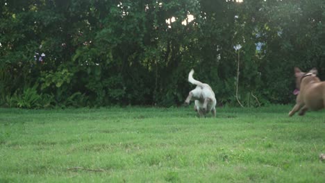 perros mojados jugando a buscar con pelota de tenis a cámara lenta