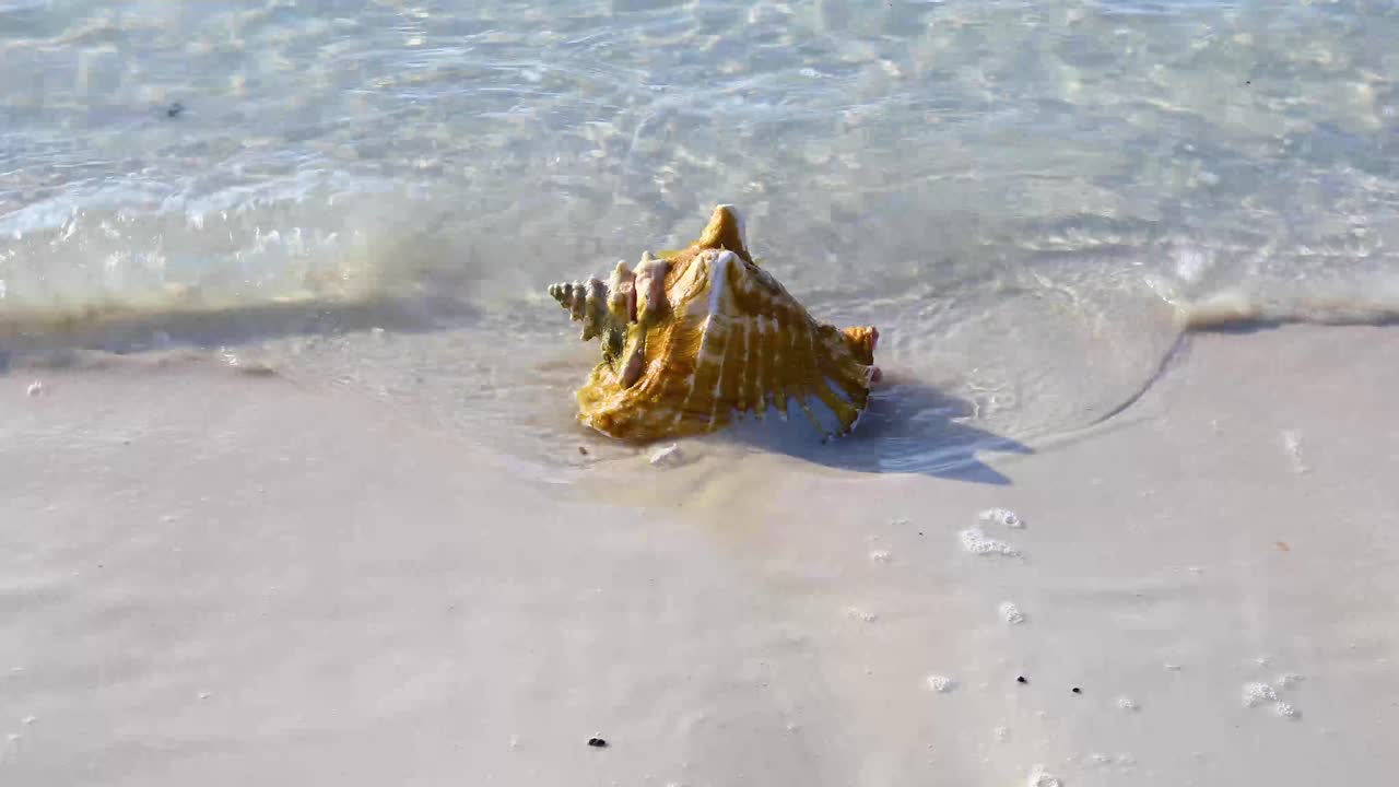 video estático de una concha en la costa de exuma bahamas
