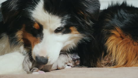 australian shepherd takes care of her newborn puppy 05