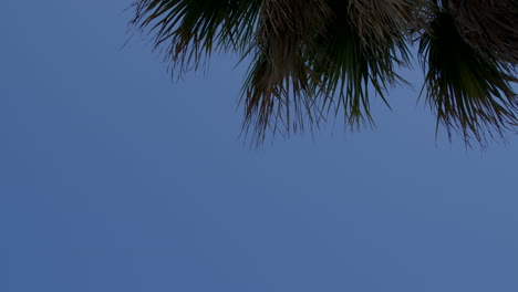 un avión volando sobre una palmera