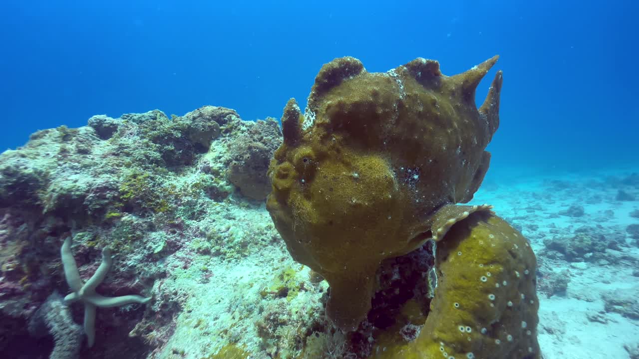 Giant frogfish or Giant Anglerfish (Antennarius commersoni) on a coral reef. Mnemba Island, Zanzibar, Tanzania.