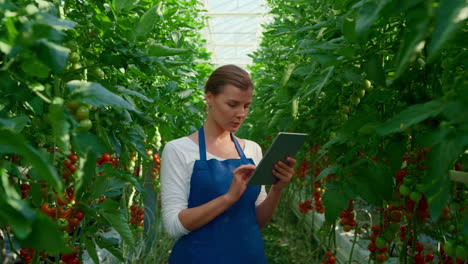 woman agronomist collecting research tablet organic tomatoes in big greenhouse