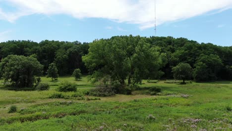 A-Forward-Dolly-Shot-of-Green-Trees-Illuminating-in-Sun