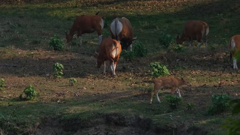 banteng, bos javanicus, huai kha kaeng wildlife sanctuary, thailand; a calf going to the right while the rest seen from their behinds grazing on a grassland during the afternoon just before dark.