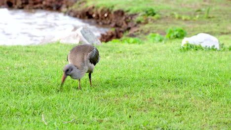 hadeda ibis use curved bill to probe wet lawn in urban park for worms, telephoto