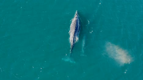 Drone:-Ballenas-Respirando-En-El-Mar