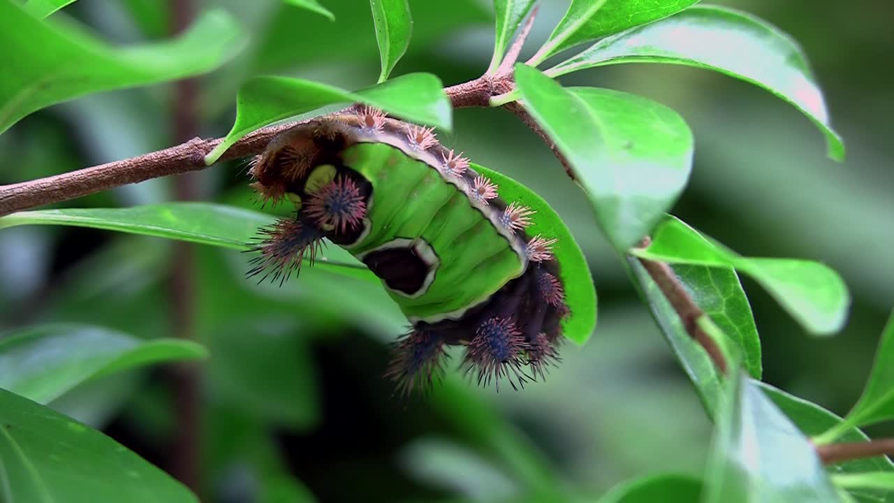 una oruga de silla de montar camina sobre una hoja en los everglades de florida