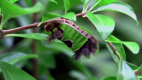 A saddleback caterpillar walks on a leaf in the Everglades Florida
