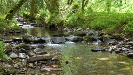 4k view of some cristal clear water flowing down the horner river in the horner woods in the middle of the national park of exmoor, 30ffs