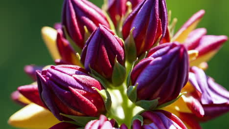 close-up of vibrant purple and red flower buds