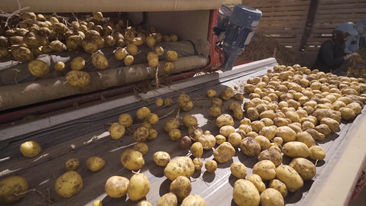 trabajadores de la fábrica limpiando patatas en la cinta transportadora en cámara lenta.