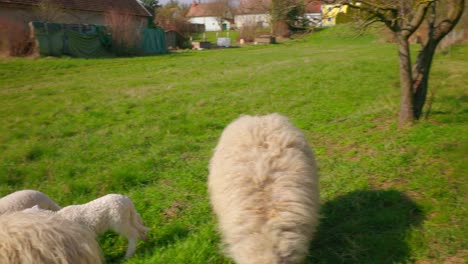 Group-Of-Sheep-Walking-And-Grazing-On-Farm-Pasture---High-Angle-Shot