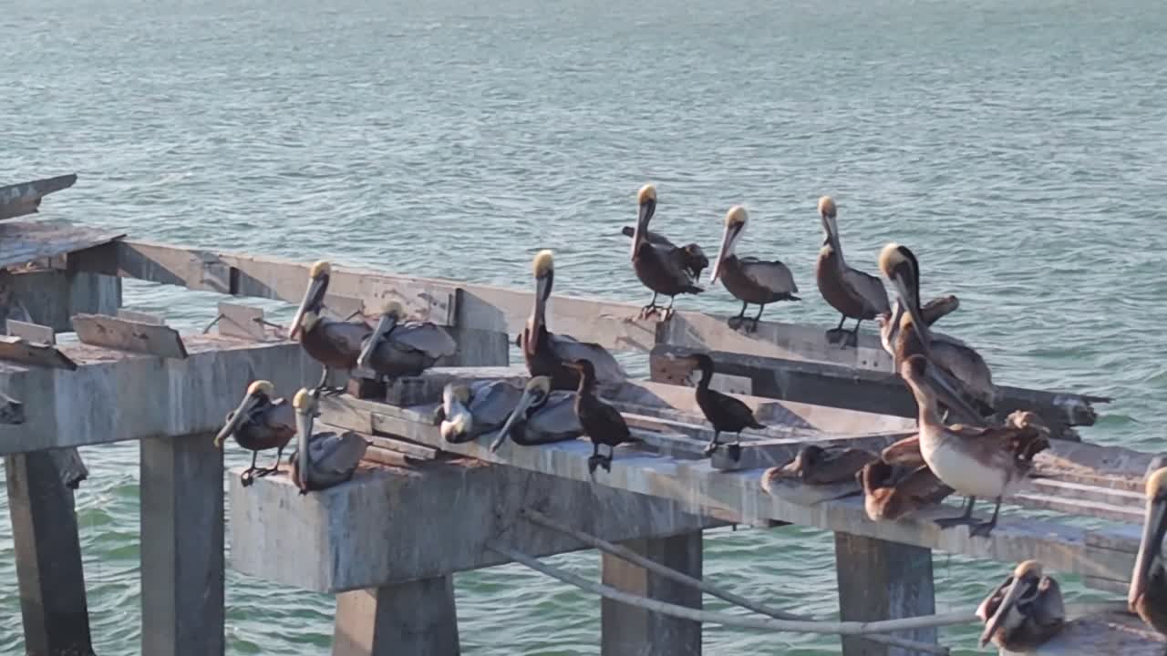 Aerial footage of pelicans perched peacefully on a weathered wooden pier by the ocean, captured at sunset. Gentle waves and golden light enhance the calm, natural coastal wildlife scene.