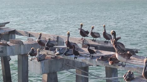 aerial footage of pelicans perched peacefully on a weathered wooden pier by the ocean, captured at sunset. gentle waves and golden light enhance the calm, natural coastal wildlife scene.