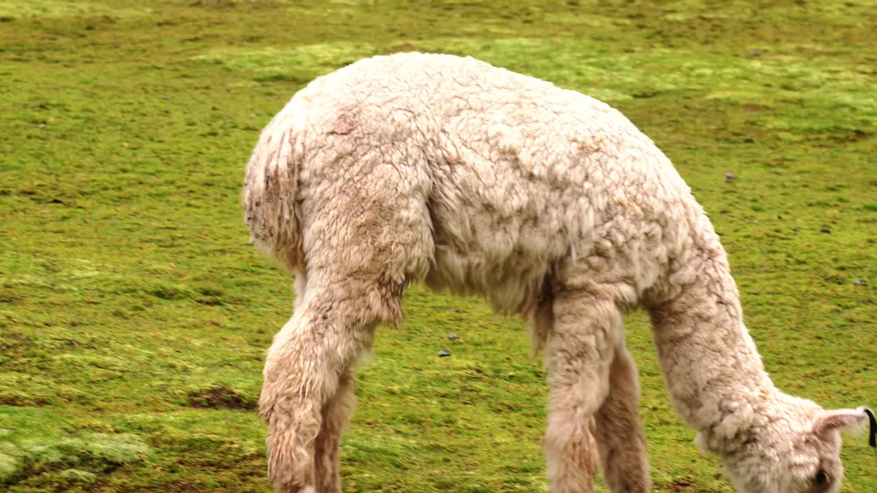 una alpaca pastando en la hierba verde en la granja - cierre a cámara lenta
