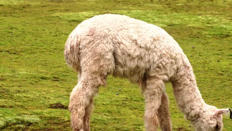 Ein-Alpaka,-Das-Auf-Dem-Grünen-Gras-Auf-Dem-Bauernhof-Weidet---Nahaufnahme-Slowmo