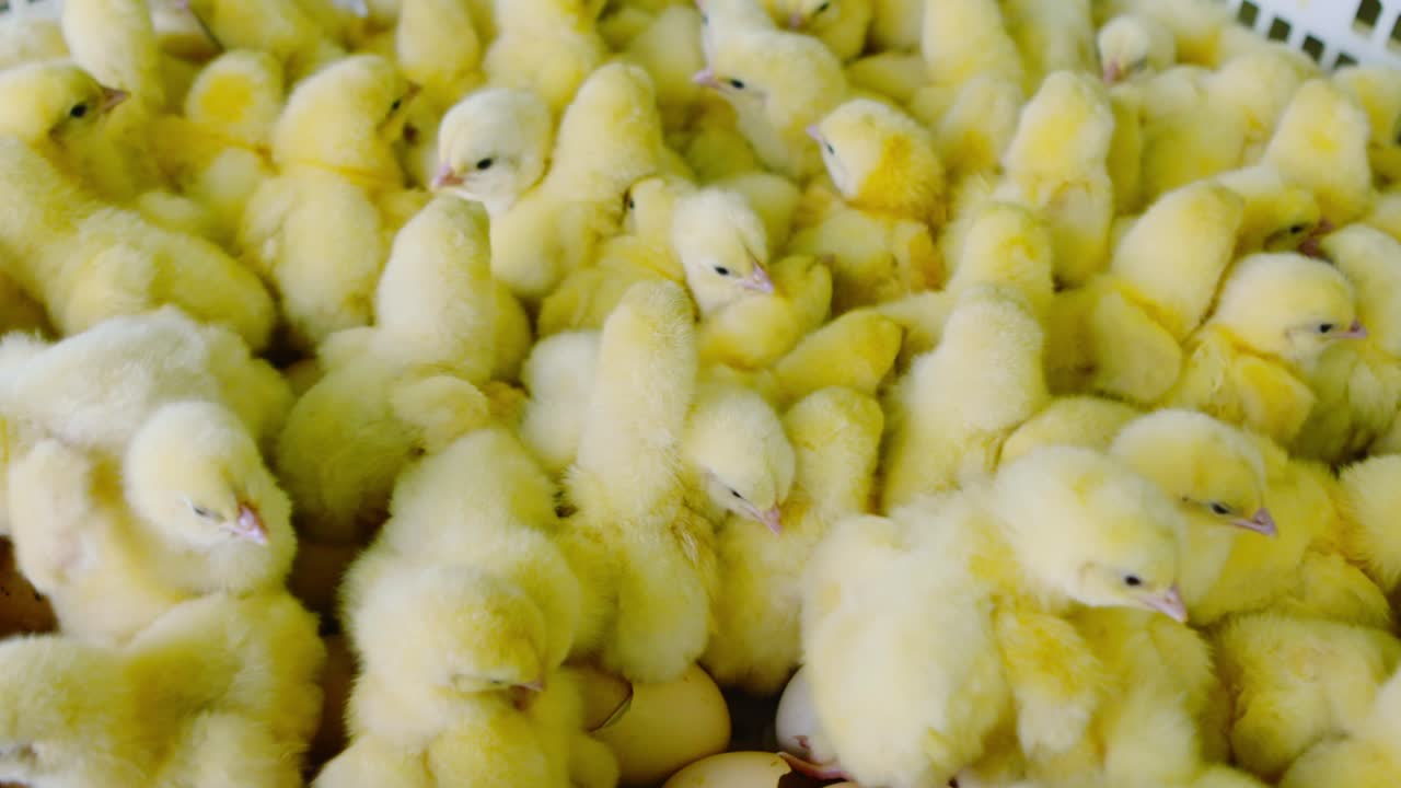 Slow motion shot of baby chicks in plastic box under warm farm lighting