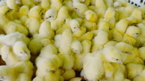 slow motion shot of baby chicks in plastic box under warm farm lighting