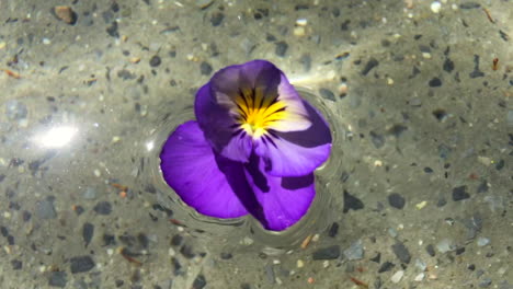 Purple-daffodil-floating-in-water