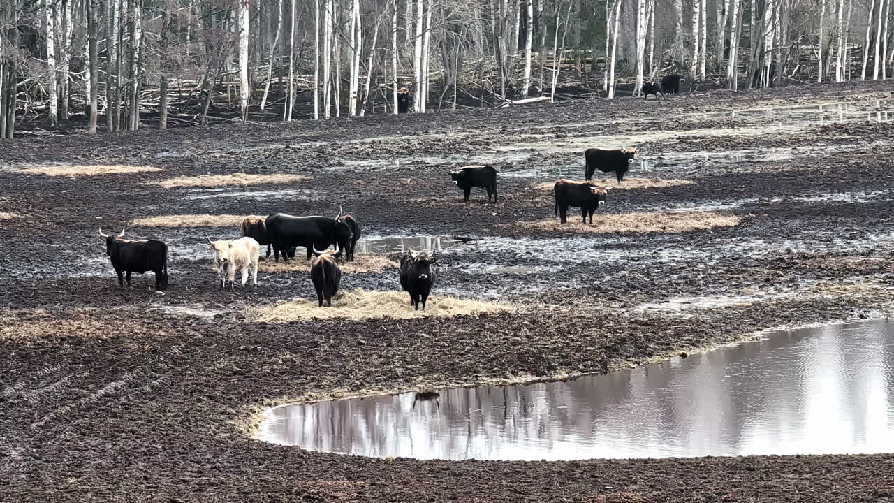 Cows grazing by a serene lake in Latvia's tranquil nature park